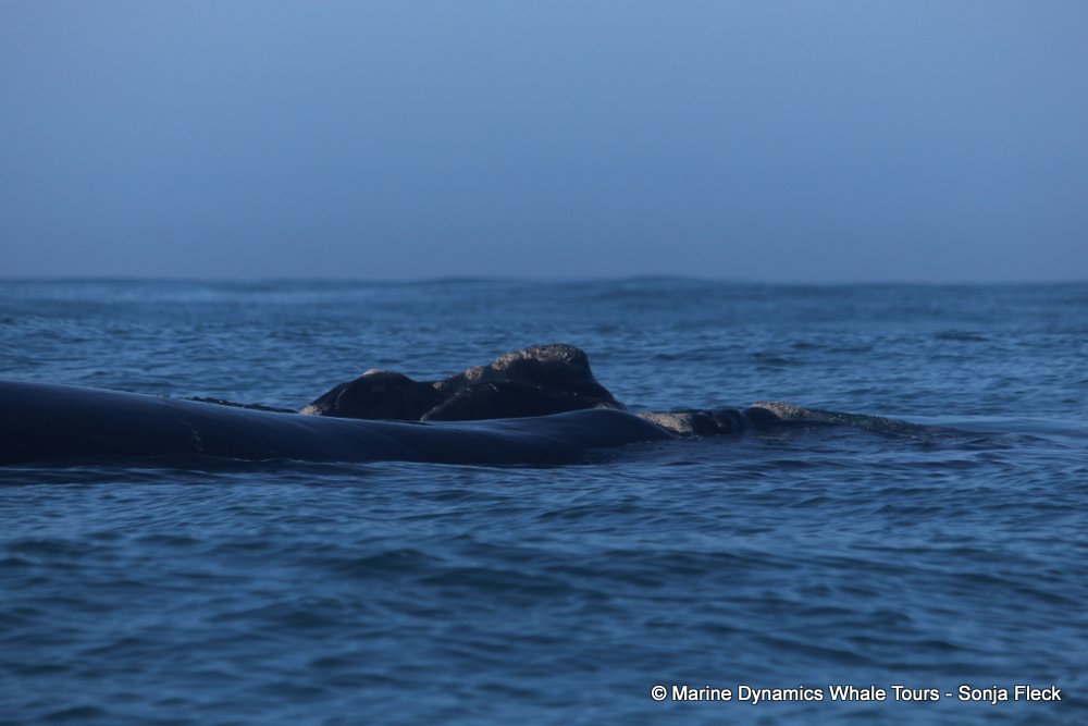 Southern right whale, whale watching, gansbaai, south africa,