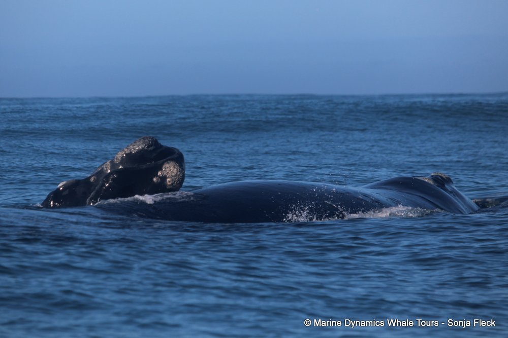 Southern right whale, whale watching, gansbaai, south africa,