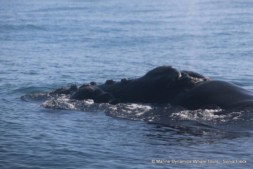 Southern right whale, whale watching, gansbaai, south africa,