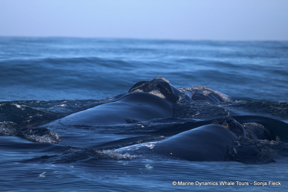 Southern right whale, whale watching, gansbaai, south africa,