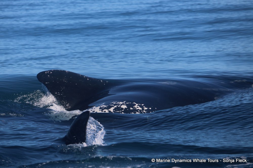 Southern right whale, whale watching, gansbaai, south africa,
