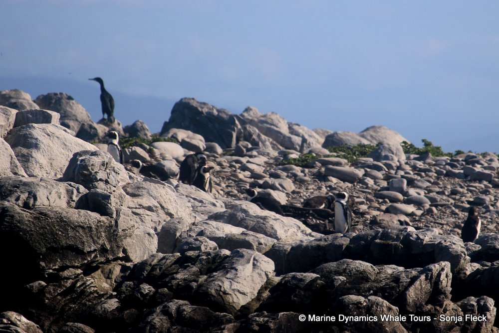 african penguin, whale watching, gansbaai, south africa