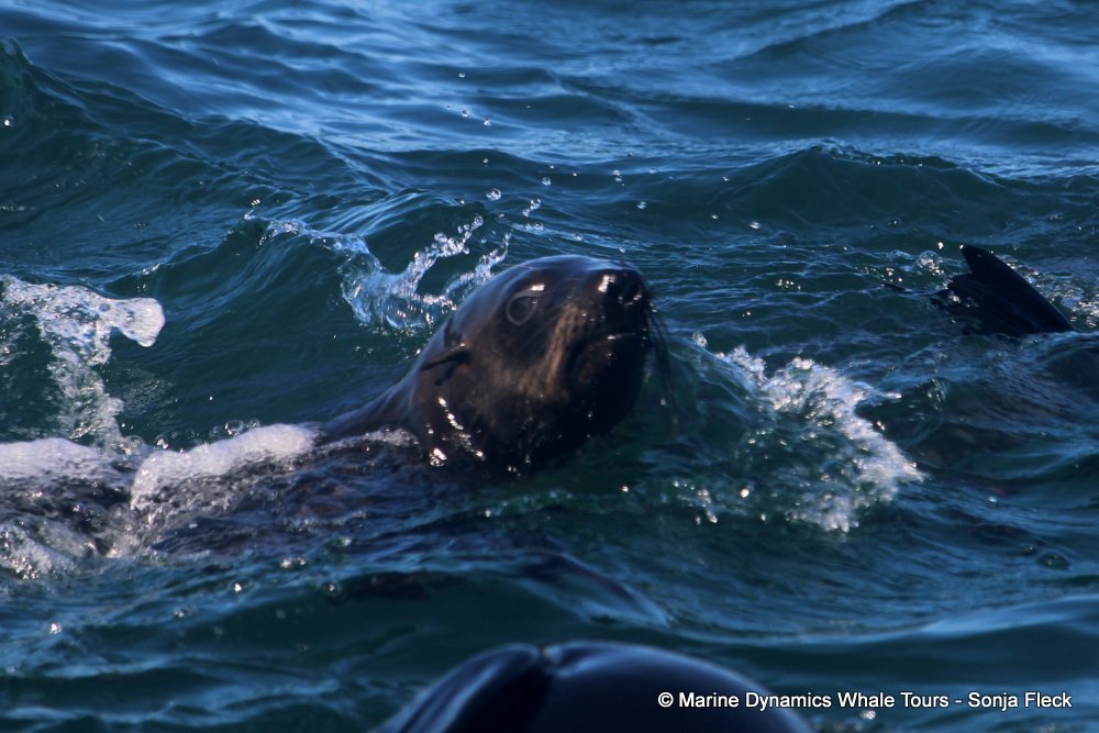 cape fur seal, whale watching, gansbaai, south africa