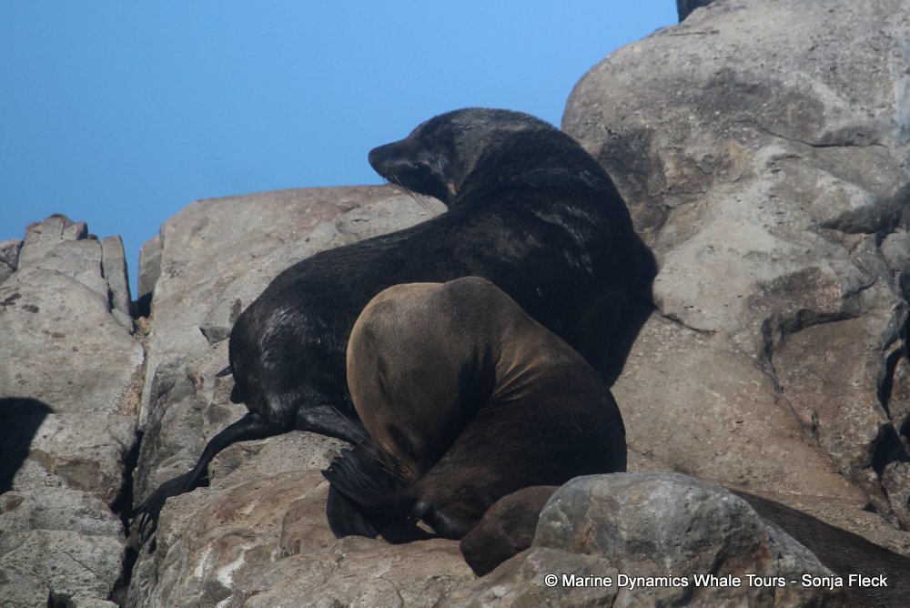 cape fur seal, whale watching, gansbaai, south africa