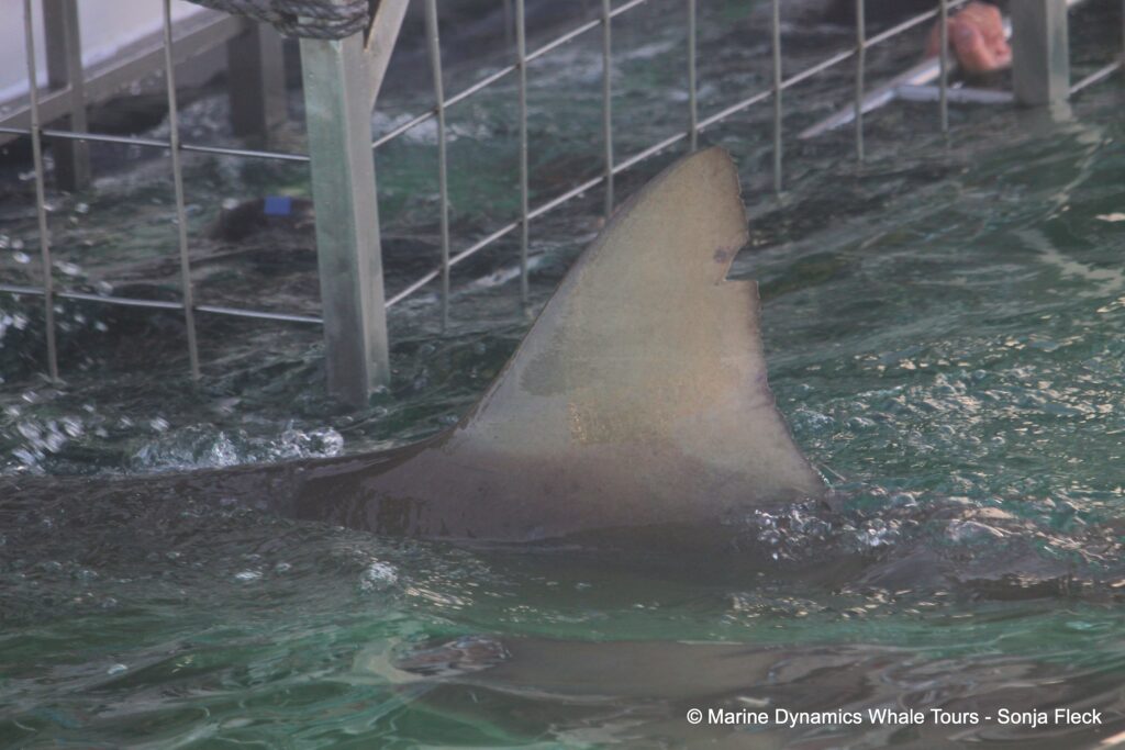 bronze whaler shark, whale watching, gansbaai, south africa,