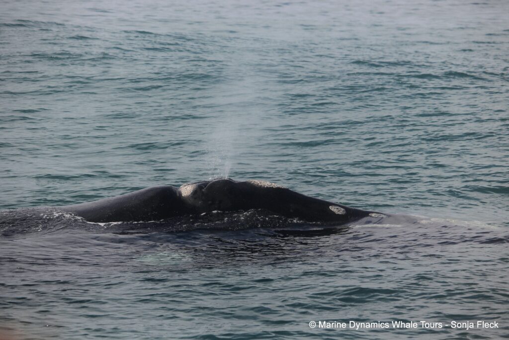 Southern right whale, whale watching, gansbaai, south africa,