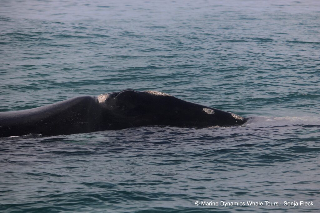 Southern right whale, whale watching, gansbaai, south africa,