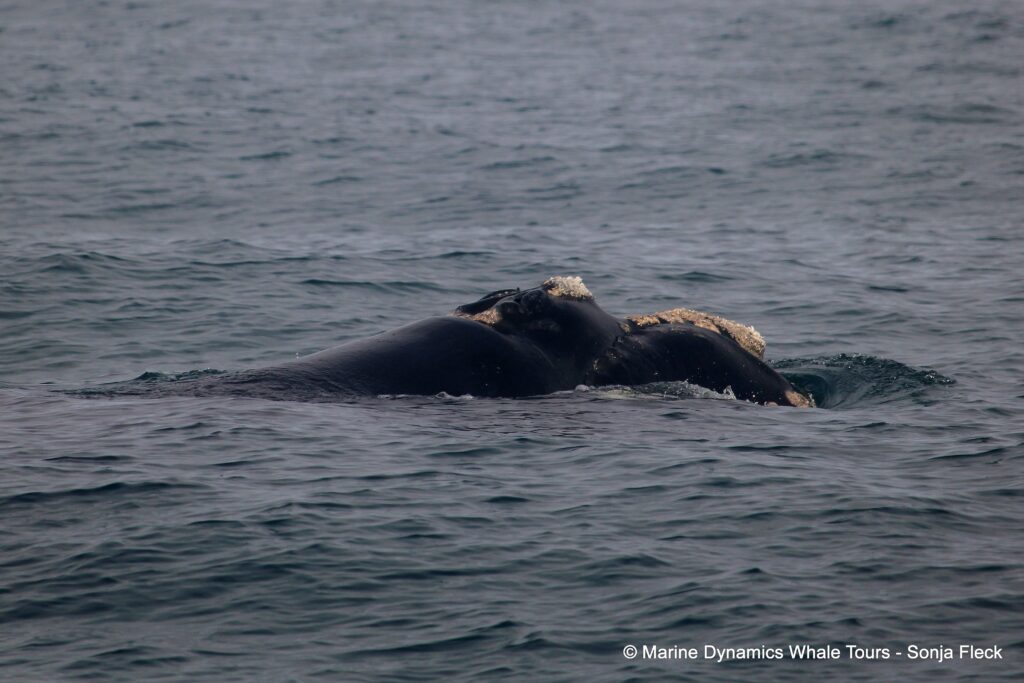 Southern right whale, whale watching, gansbaai, south africa,
