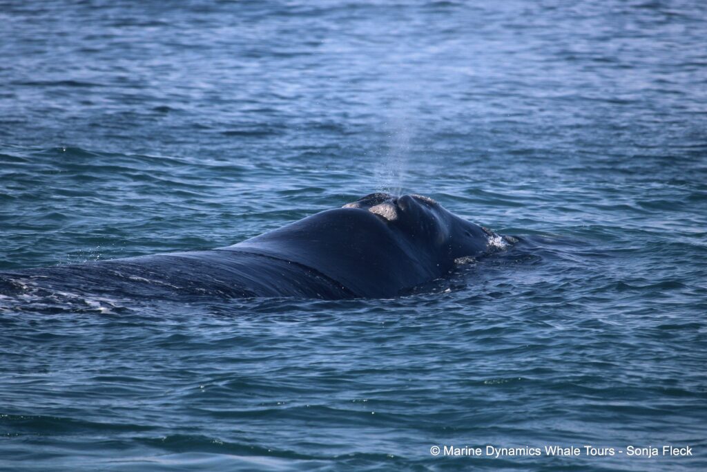Southern right whale, whale watching, gansbaai, south africa,