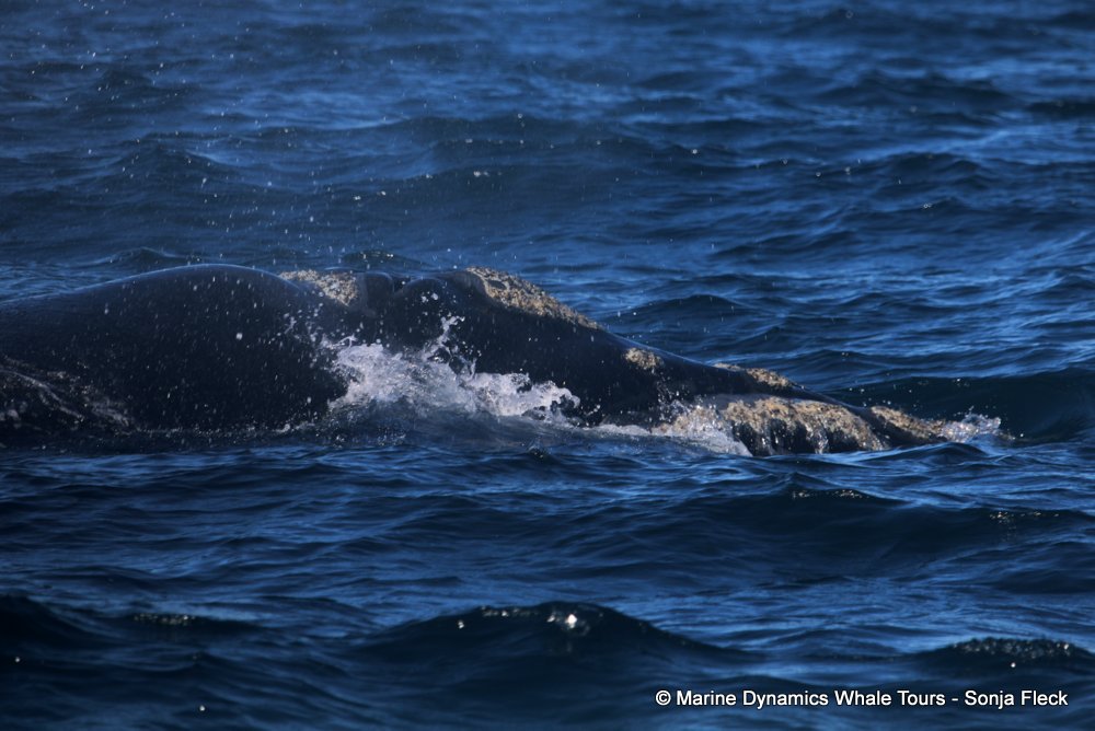Southern right whale, whale watching, gansbaai, south africa,