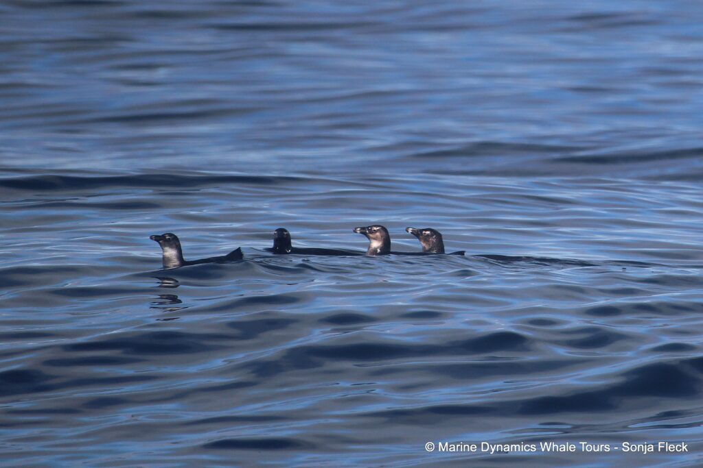 african penguin, whale watching, gansbaai, south africa