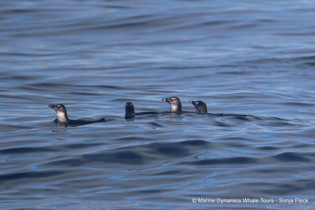 african penguin, whale watching, gansbaai, south africa