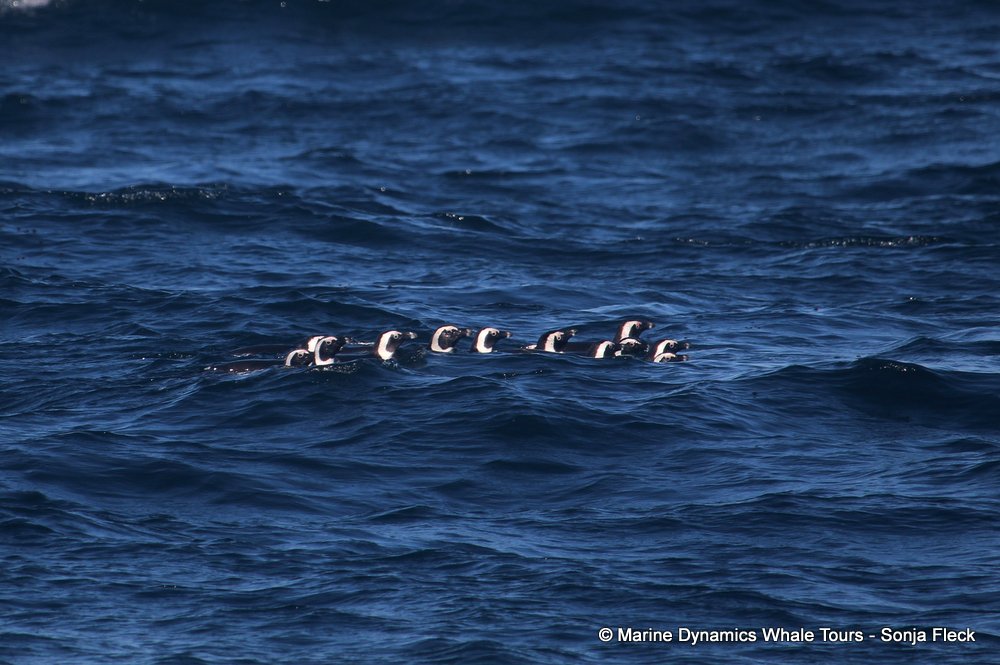 african penguin, whale watching, gansbaai, south africa
