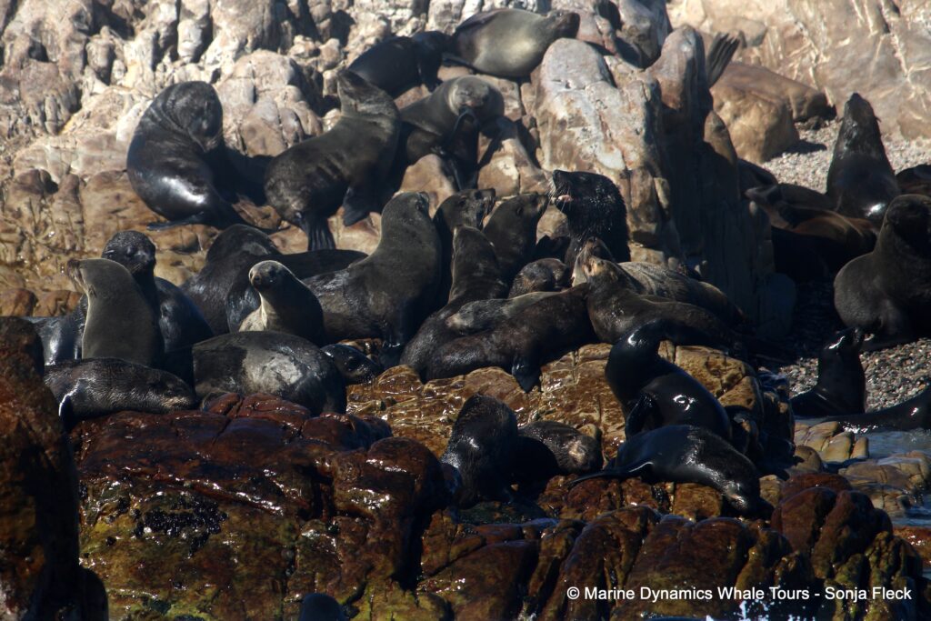 cape fur seal, whale watching, gansbaai, south africa