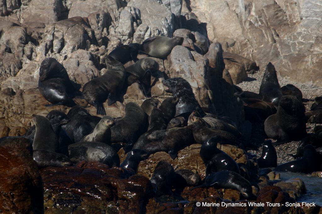 cape fur seal, whale watching, gansbaai, south africa