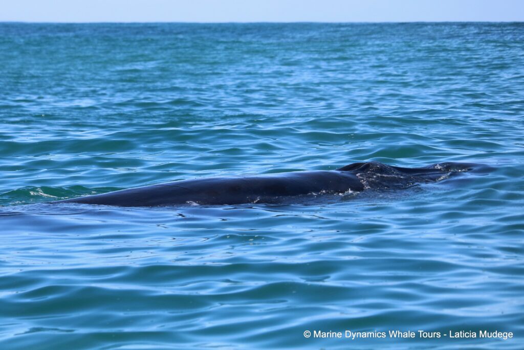 Brydes whale watching, gansbaai, south africa,