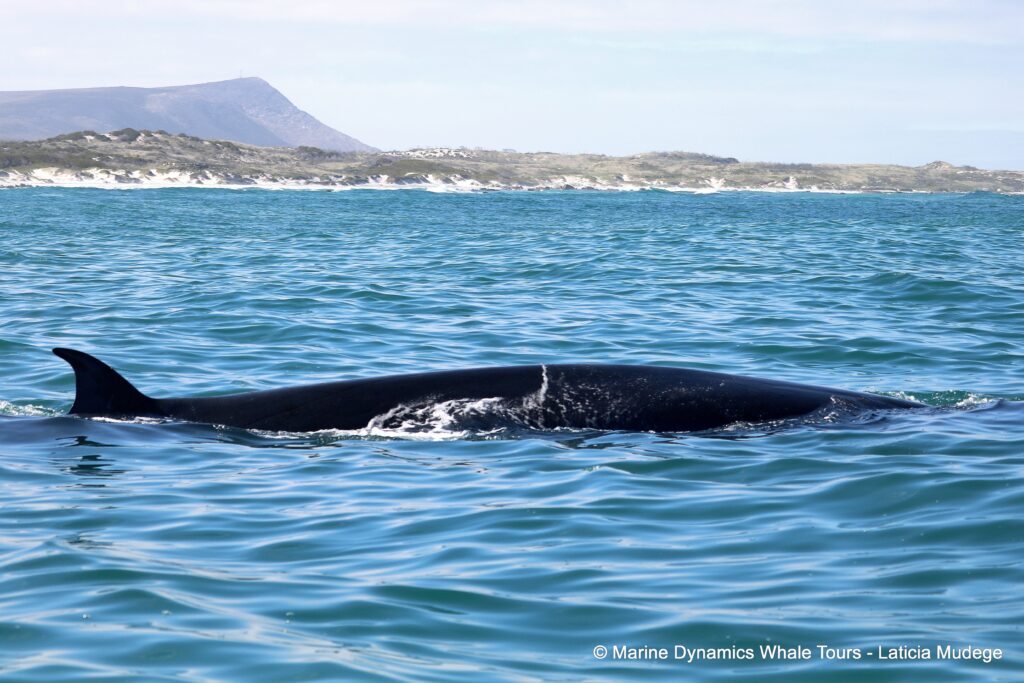 bryde's whale, whale watching, gansbaai, south africa,
