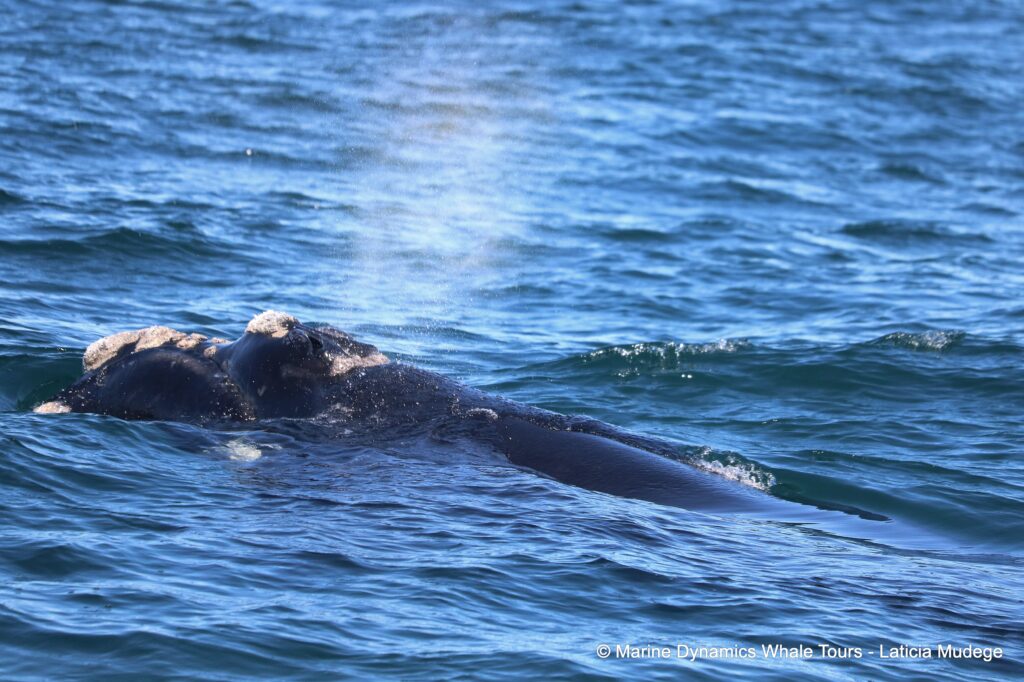 Southern right whale, whale watching, gansbaai, south africa,