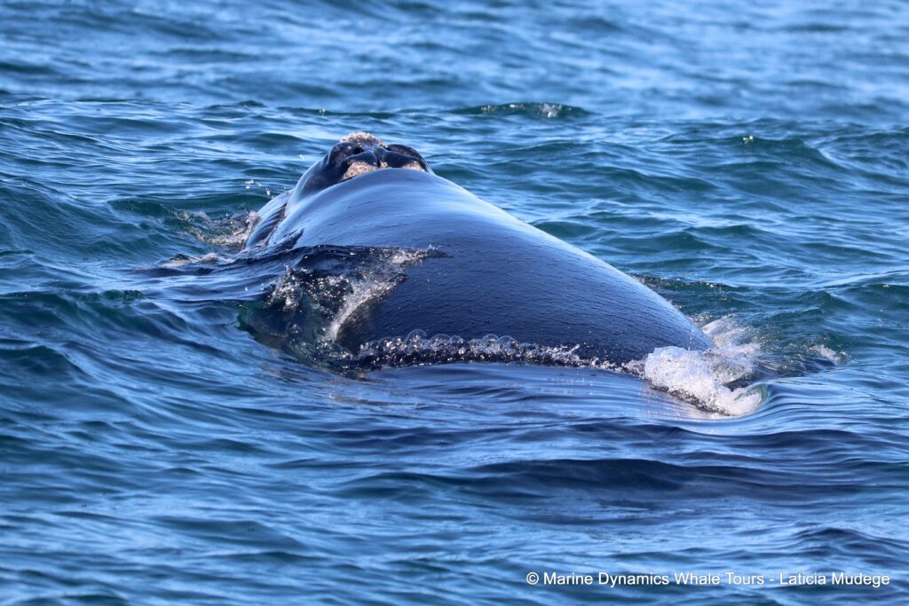 Southern right whale, whale watching, gansbaai, south africa,