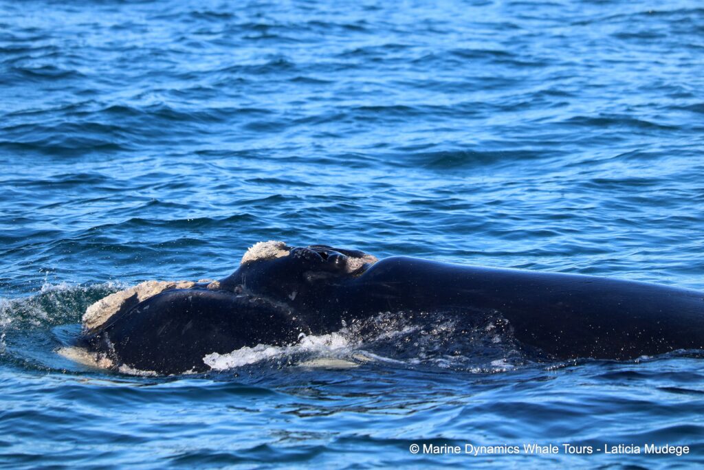 Southern right whale, whale watching, gansbaai, south africa,