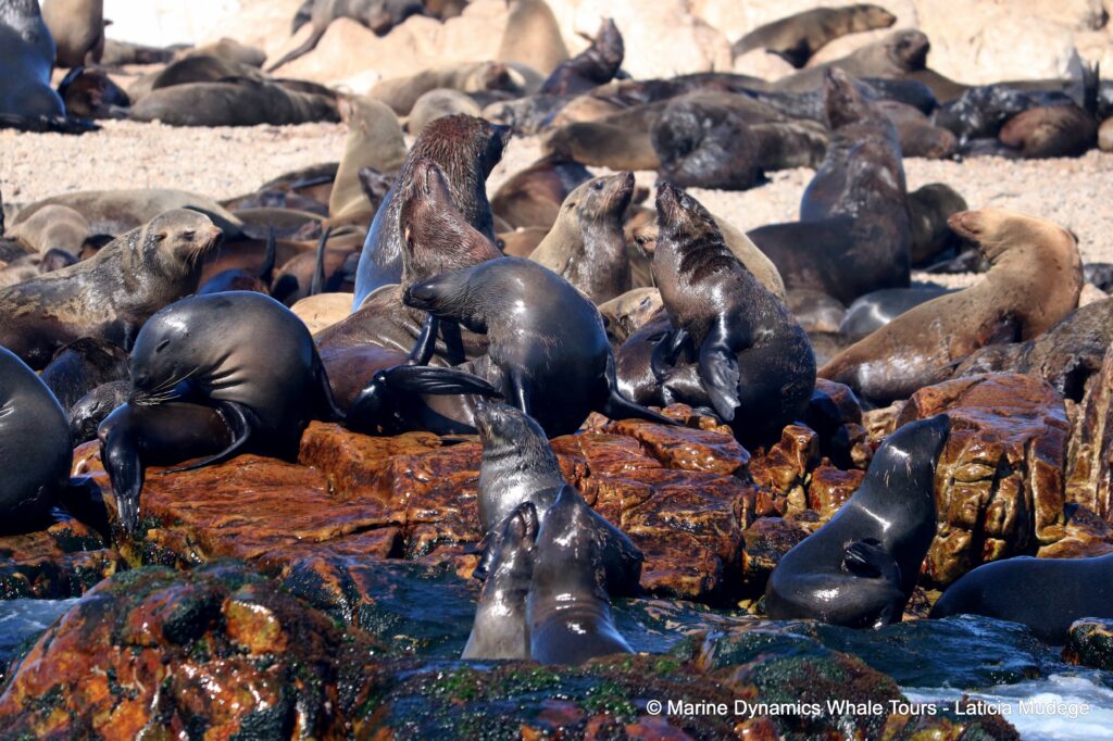 cape fur seal, whale watching, gansbaai, south africa