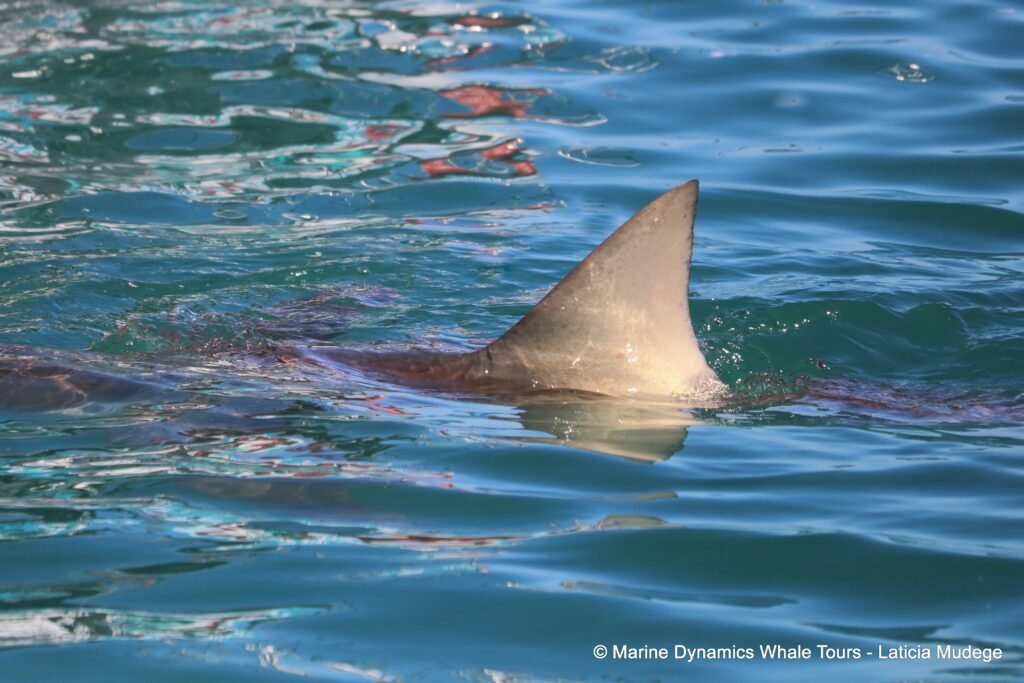 bronze whaler shark, whale watching, gansbaai, south africa,
