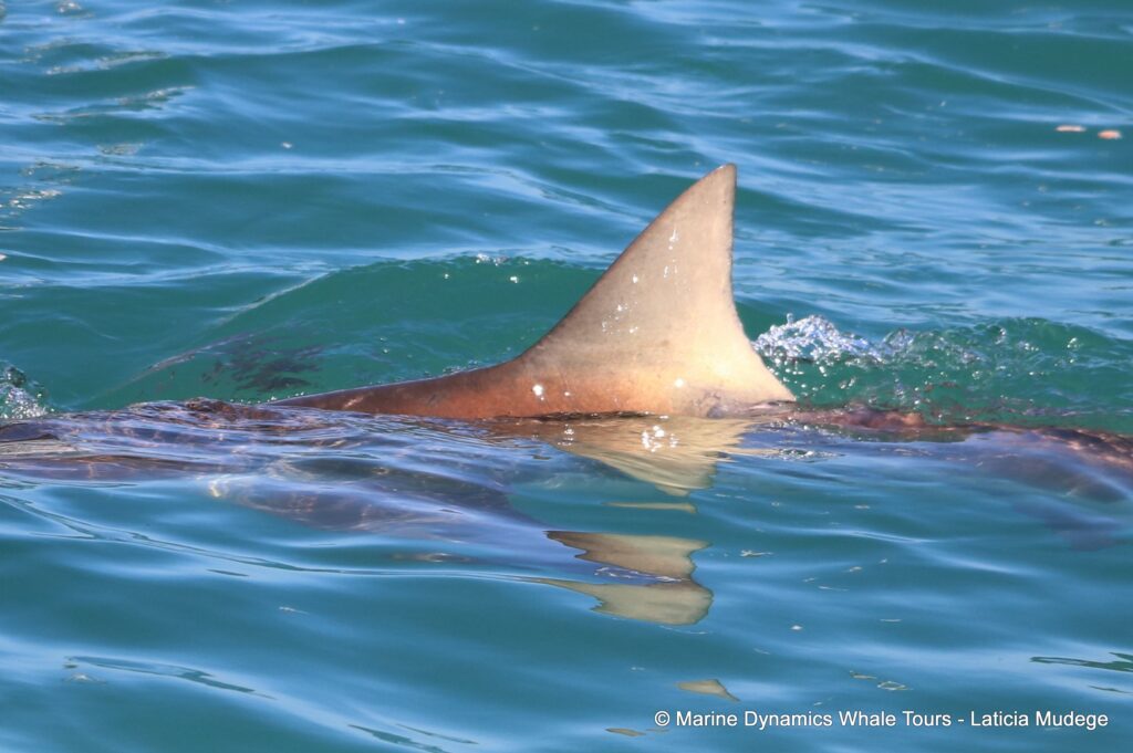 bronze whaler shark, whale watching, gansbaai, south africa,