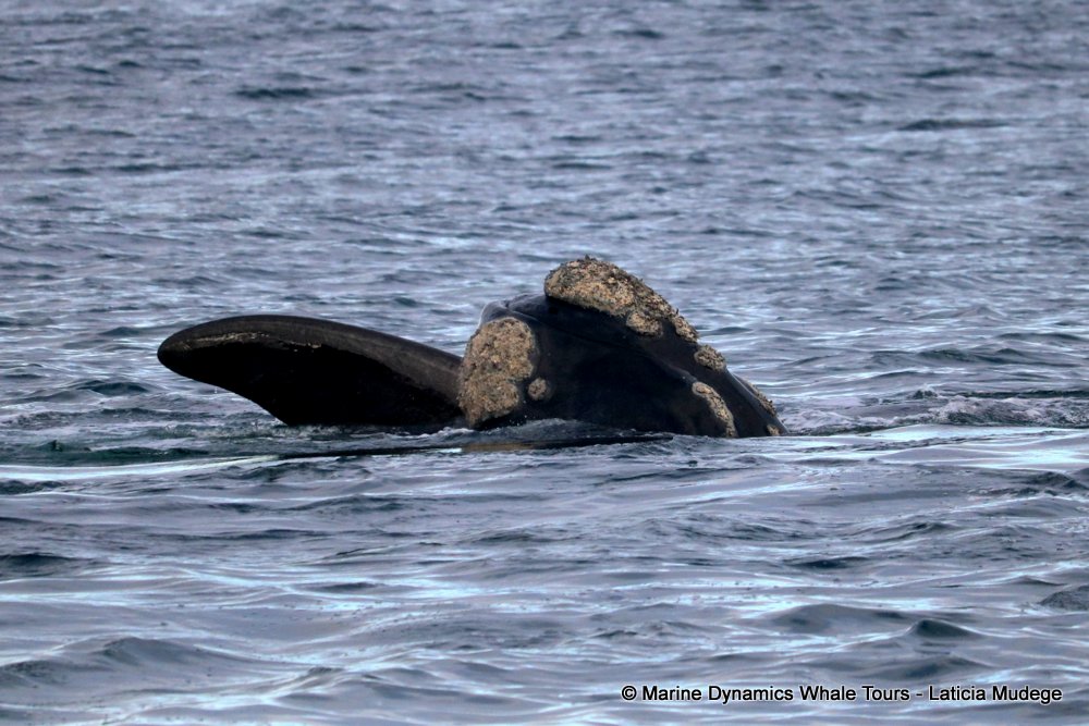 Southern right whale, whale watching, gansbaai, south africa,