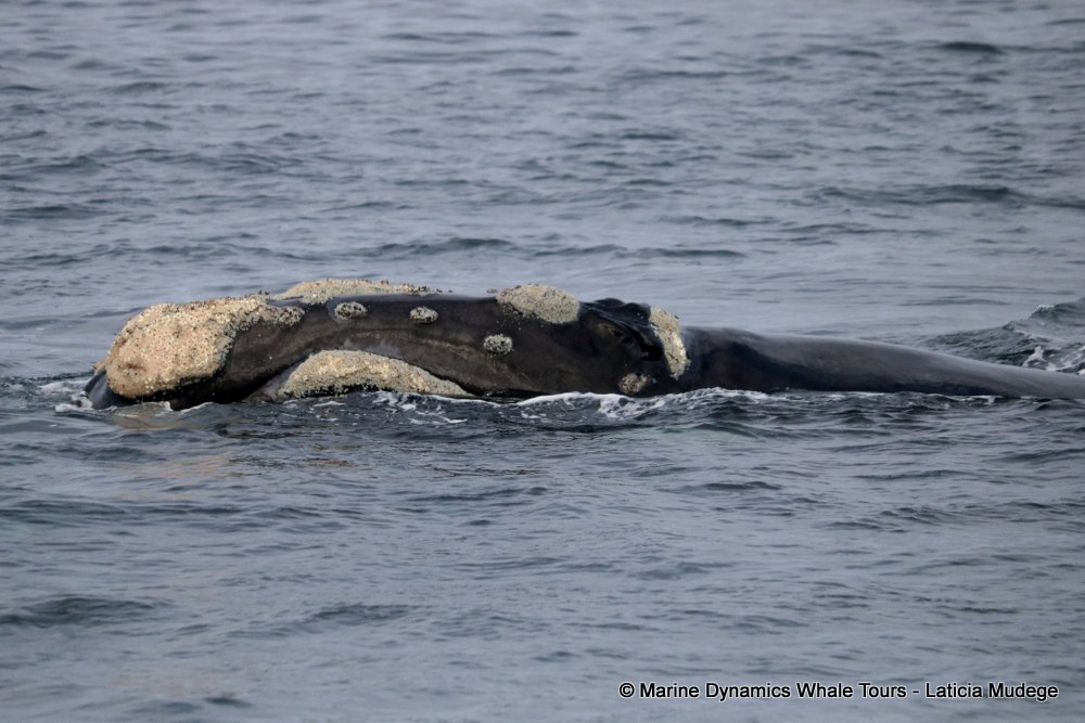 Southern right whale, whale watching, gansbaai, south africa,