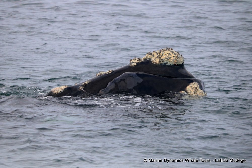 Southern right whale, whale watching, gansbaai, south africa,