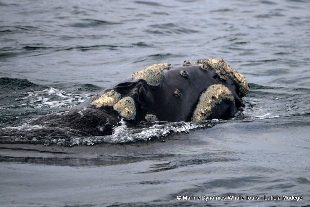 Southern right whale, whale watching, gansbaai, south africa,