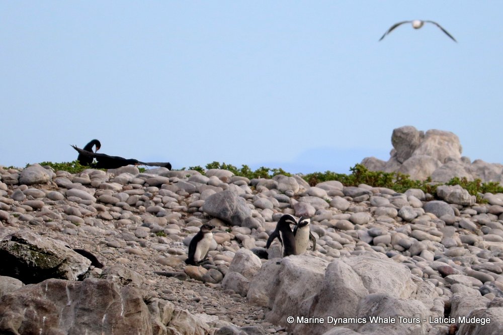 african penguin, whale watching, gansbaai, south africa