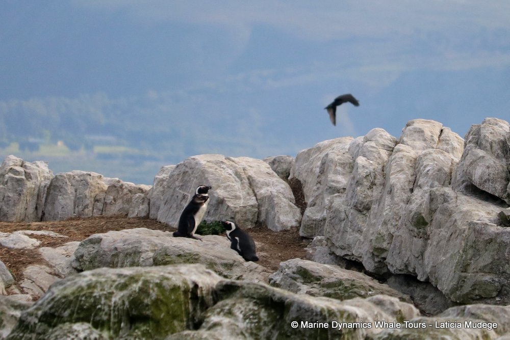 african penguin, whale watching, gansbaai, south africa