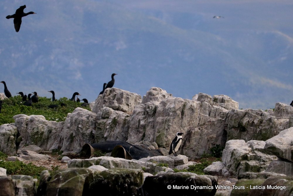 african penguin, whale watching, gansbaai, south africa