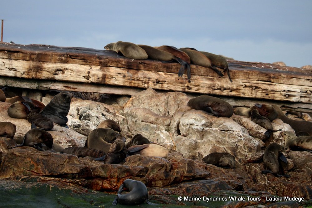 cape fur seal, whale watching, gansbaai, south africa