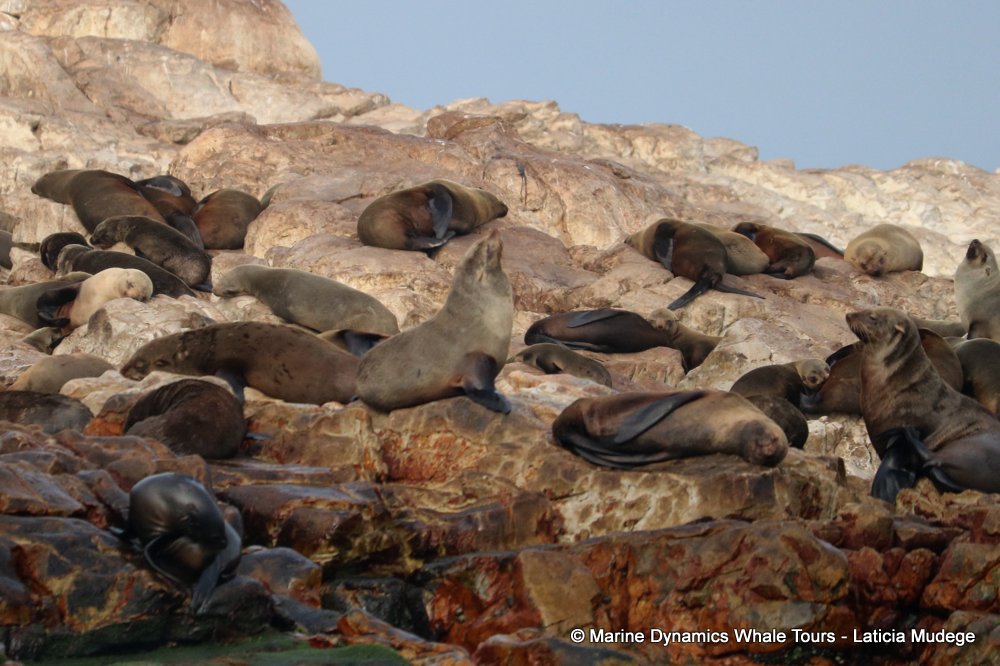 cape fur seal, whale watching, gansbaai, south africa