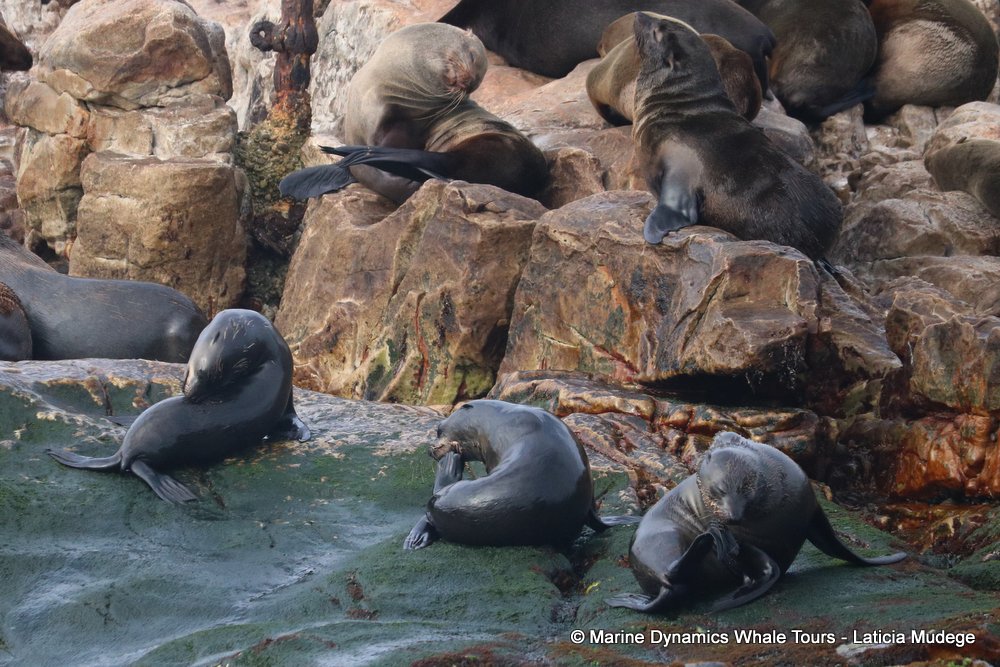 cape fur seal, whale watching, gansbaai, south africa