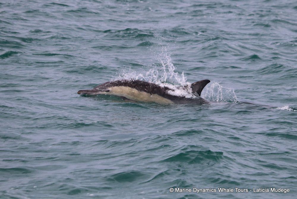 common dolphin, whale watching, gansbaai, south africa