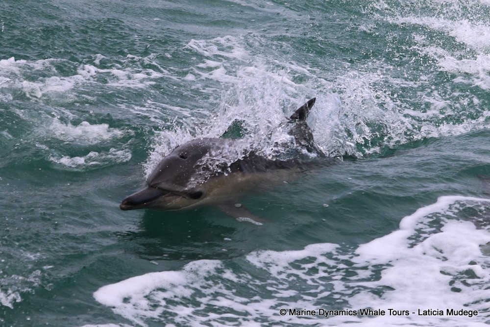 common dolphin, whale watching, gansbaai, south africa