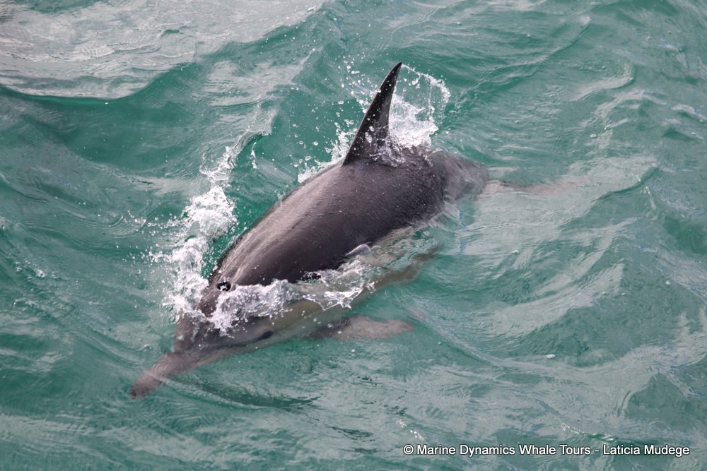 common dolphin, whale watching, gansbaai, south africa