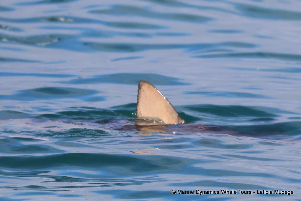 bronze whaler shark, whale watching, gansbaai, south africa,