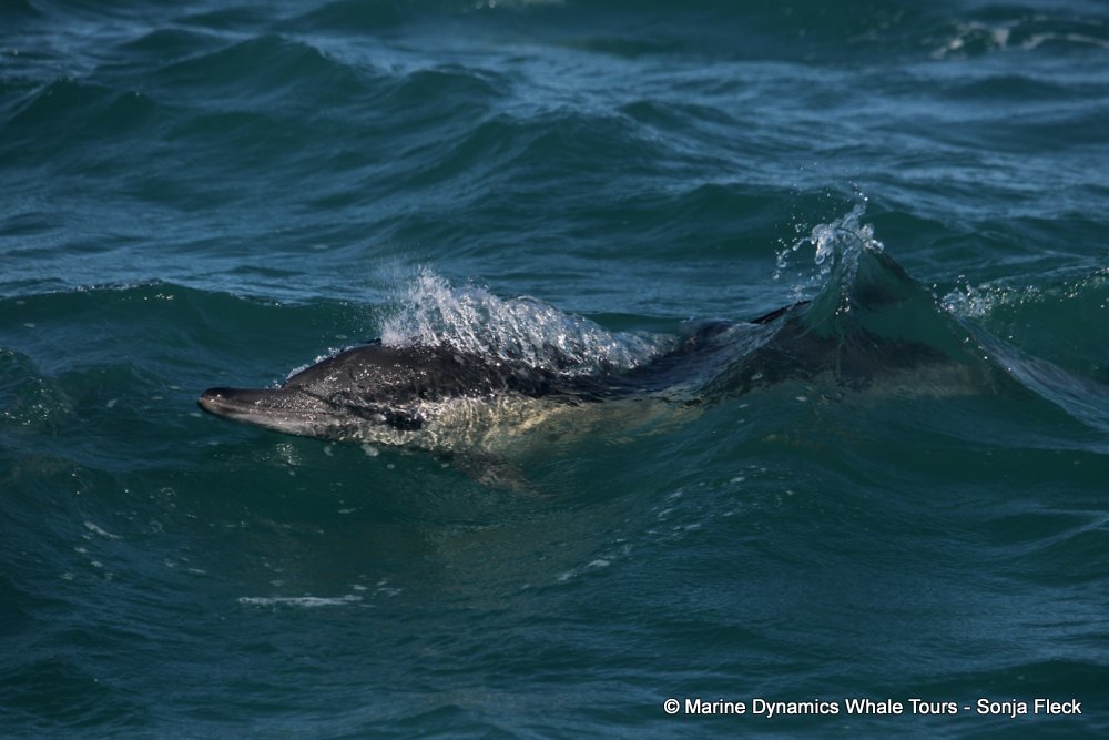 common dolphin, whale watching, gansbaai, south africa