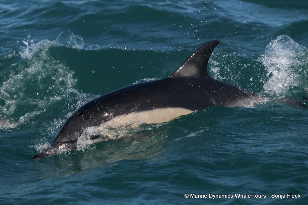common dolphin, whale watching, gansbaai, south africa