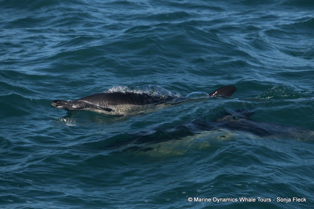 common dolphin, whale watching, gansbaai, south africa