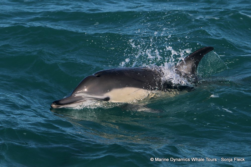 common dolphin, whale watching, gansbaai, south africa