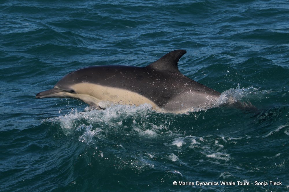 common dolphin, whale watching, gansbaai, south africa