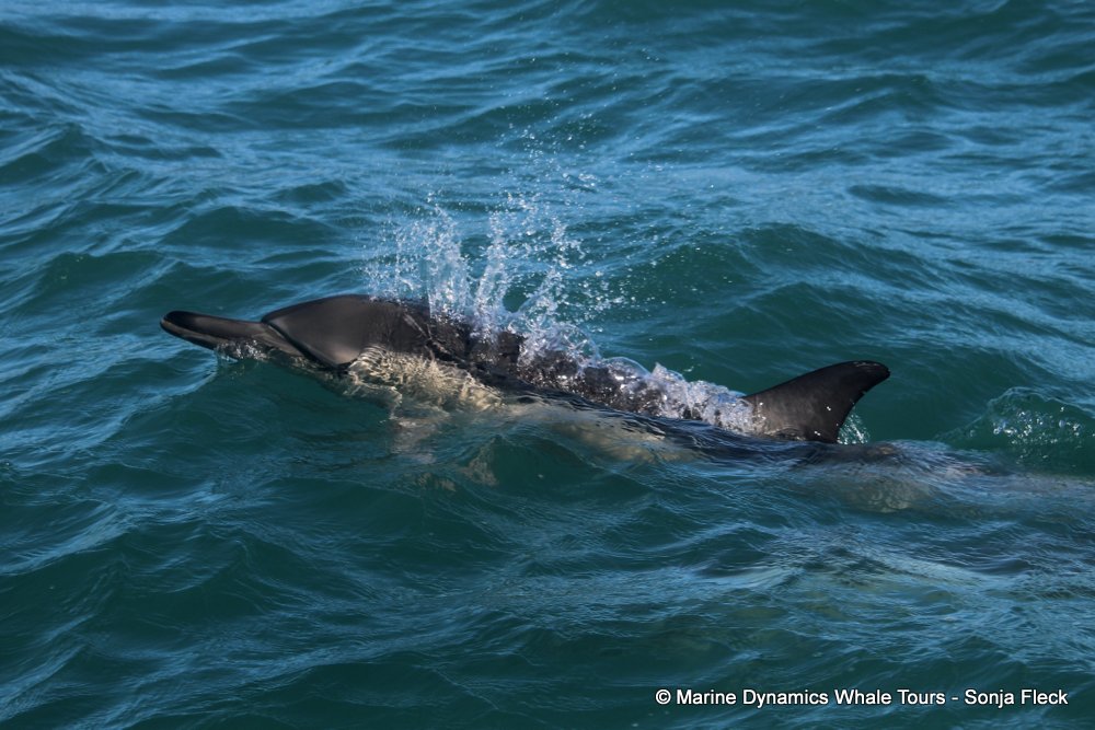 common dolphin, whale watching, gansbaai, south africa