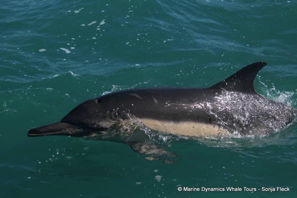 common dolphin, whale watching, gansbaai, south africa