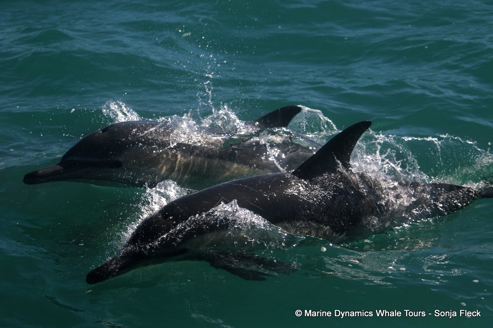 common dolphin, whale watching, gansbaai, south africa