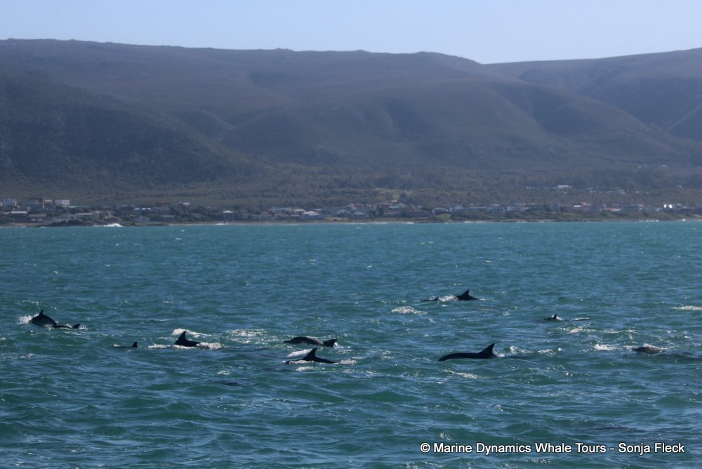 common dolphin, whale watching, gansbaai, south africa